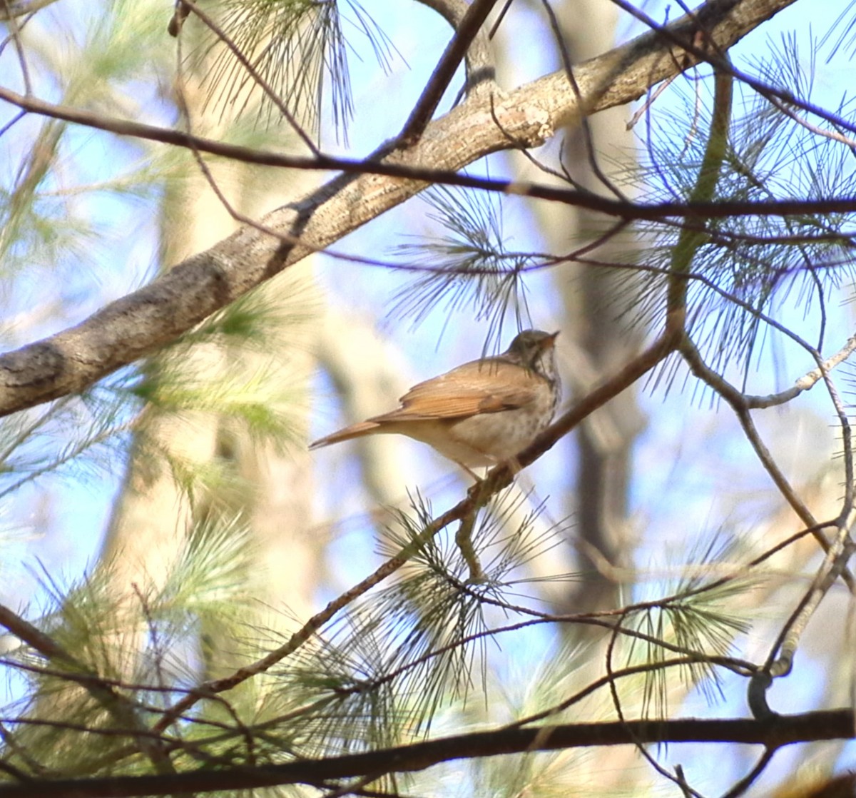 Hermit Thrush - ML617333209