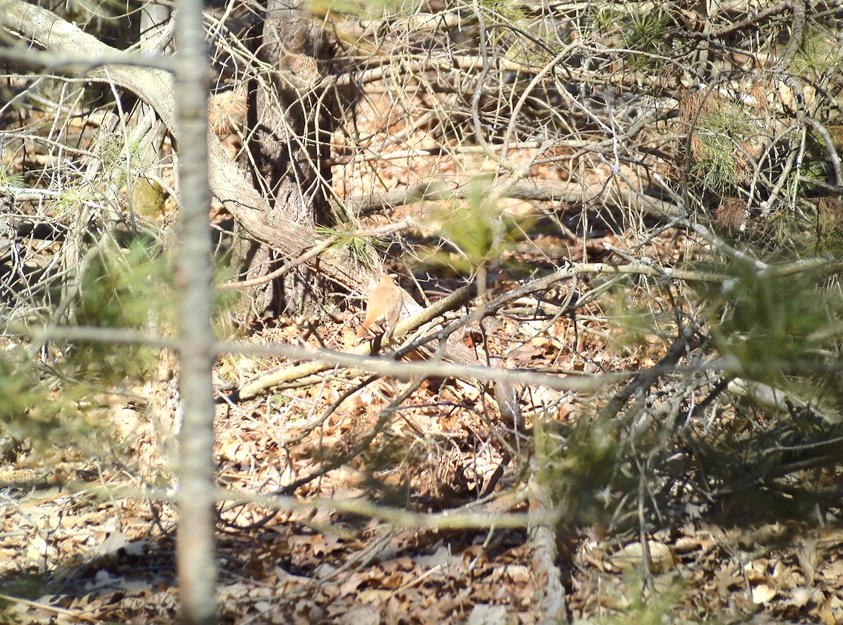 Hermit Thrush - ML617333210