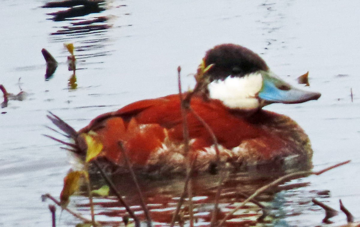 Ruddy Duck - ML617333276