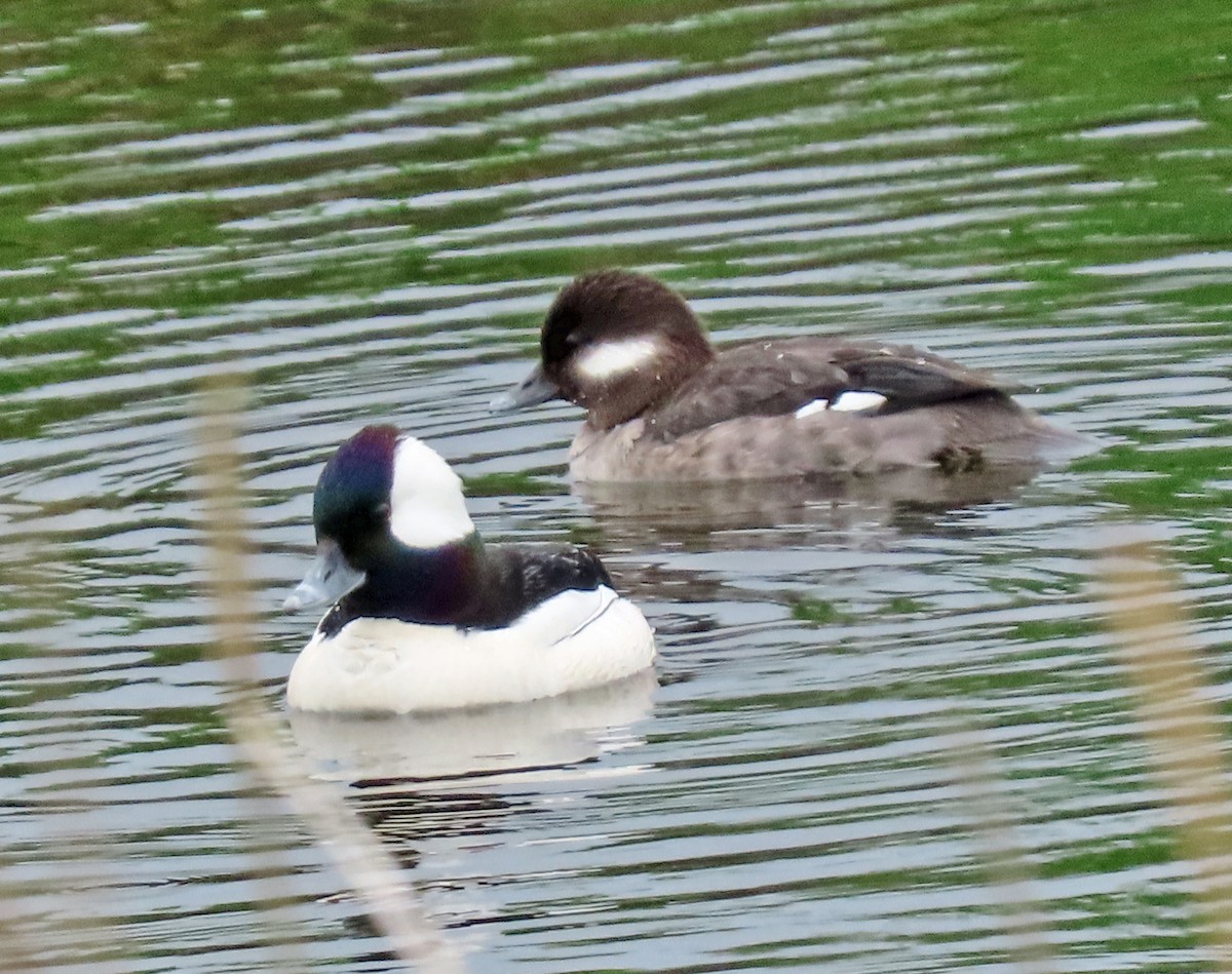 Bufflehead - Jim Scott