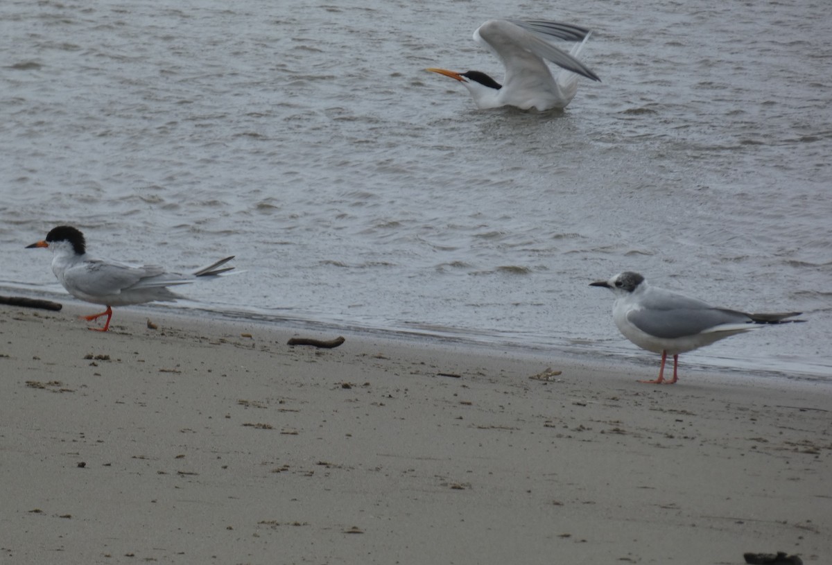 Forster's Tern - ML617333333