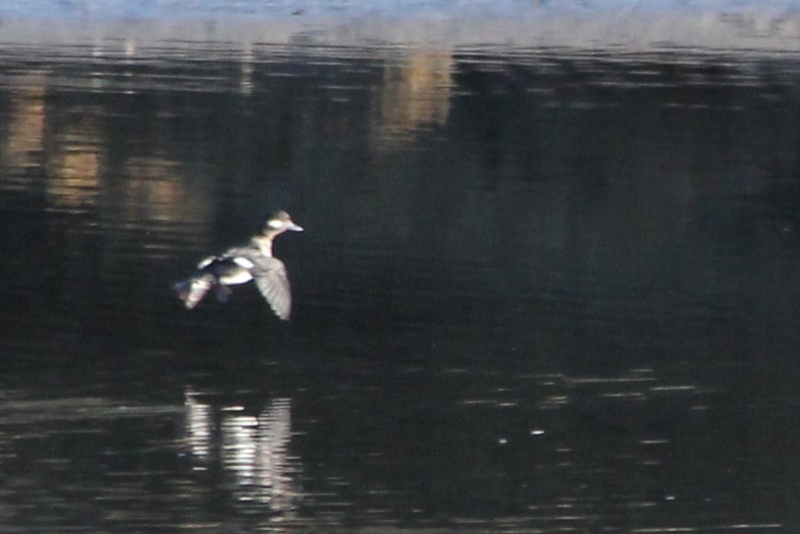 Bufflehead - Martha Huestis