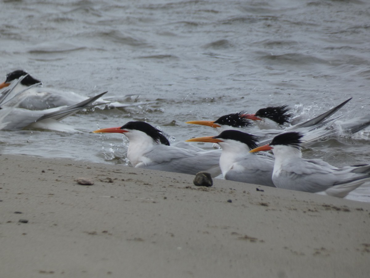 Elegant Tern - Libby Patten