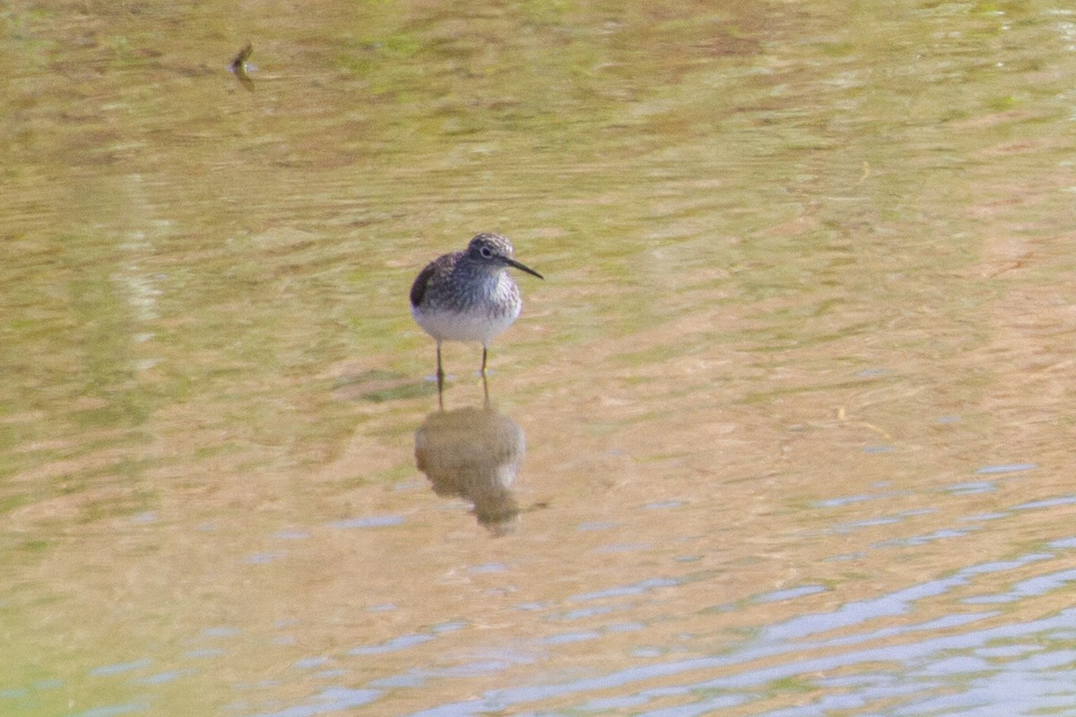 Solitary Sandpiper - ML617333404