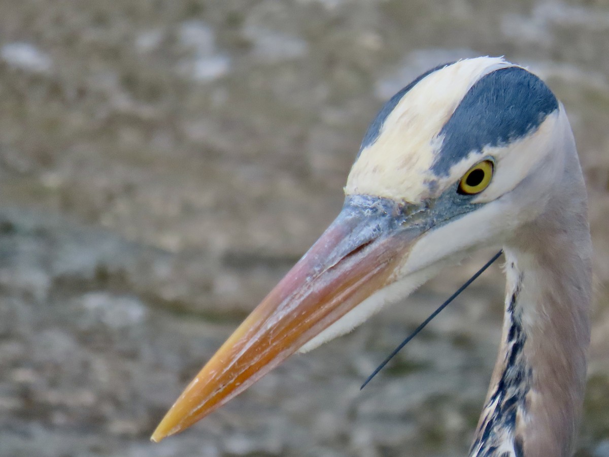 Great Blue Heron - ML617333418