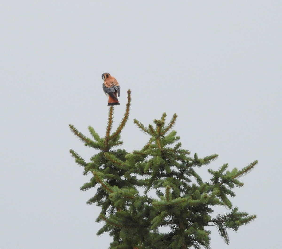 American Kestrel - ML617333456