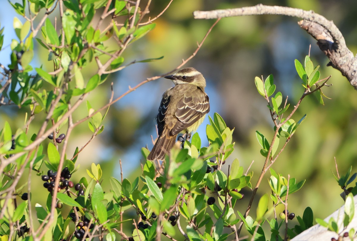 Piratic Flycatcher - Derek LaFlamme