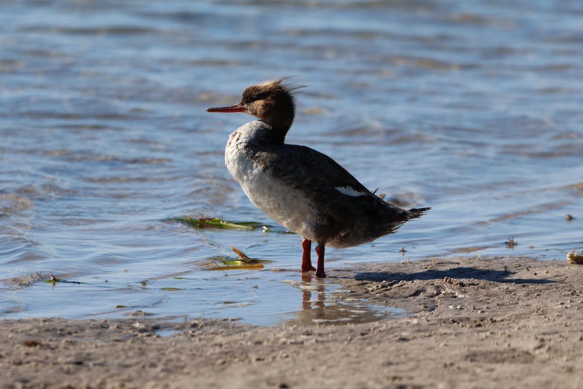 Red-breasted Merganser - ML617333496