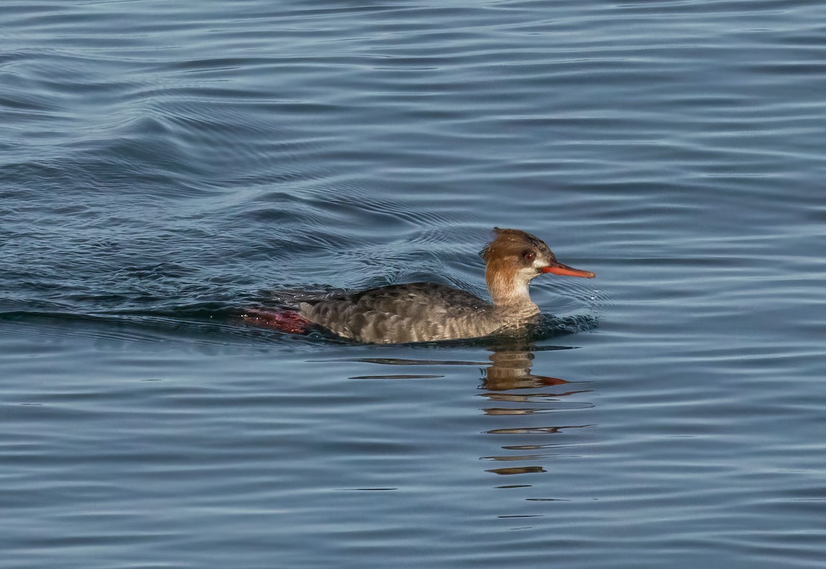 Red-breasted Merganser - ML617333554