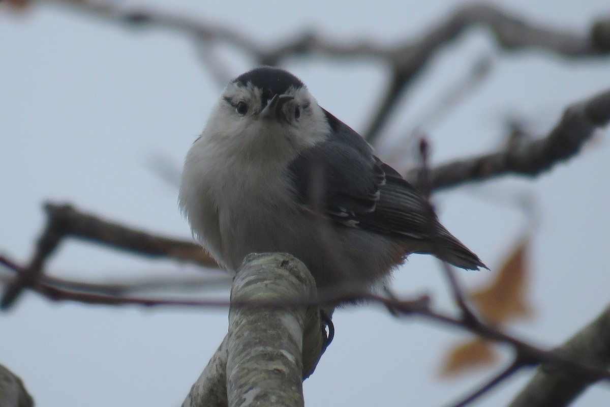 White-breasted Nuthatch - ML617333559