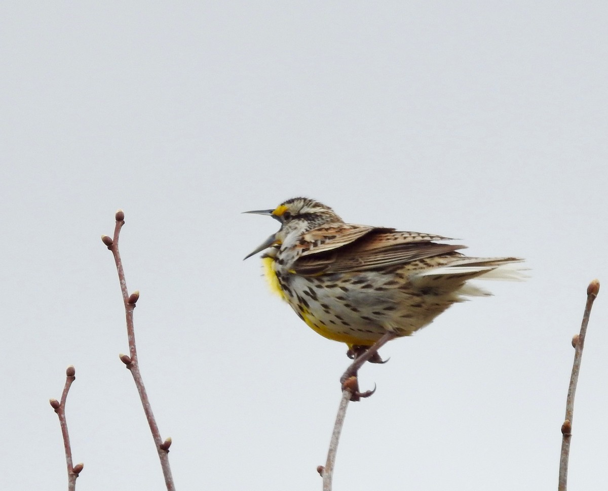 Eastern Meadowlark - ML617333567