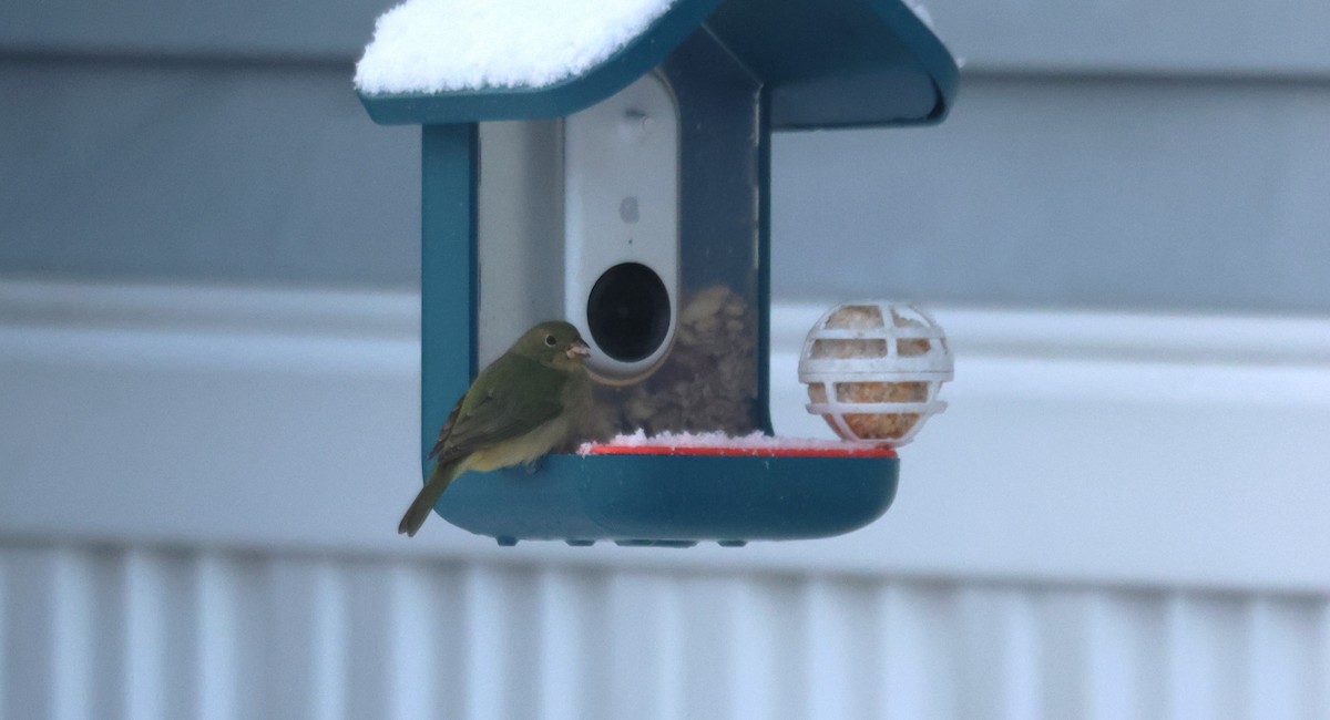 Painted Bunting - ML617333603