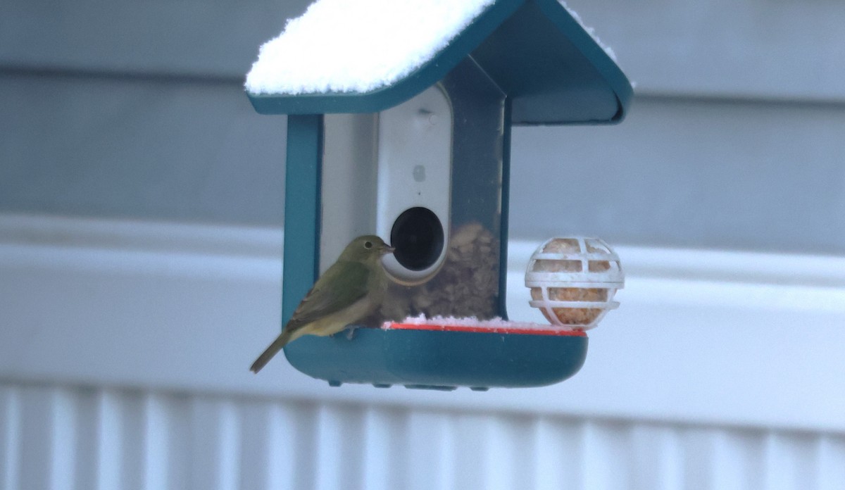 Painted Bunting - ML617333604