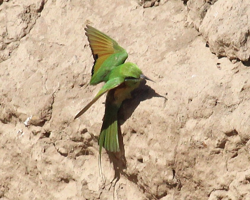 African Green Bee-eater - Rita Carratello