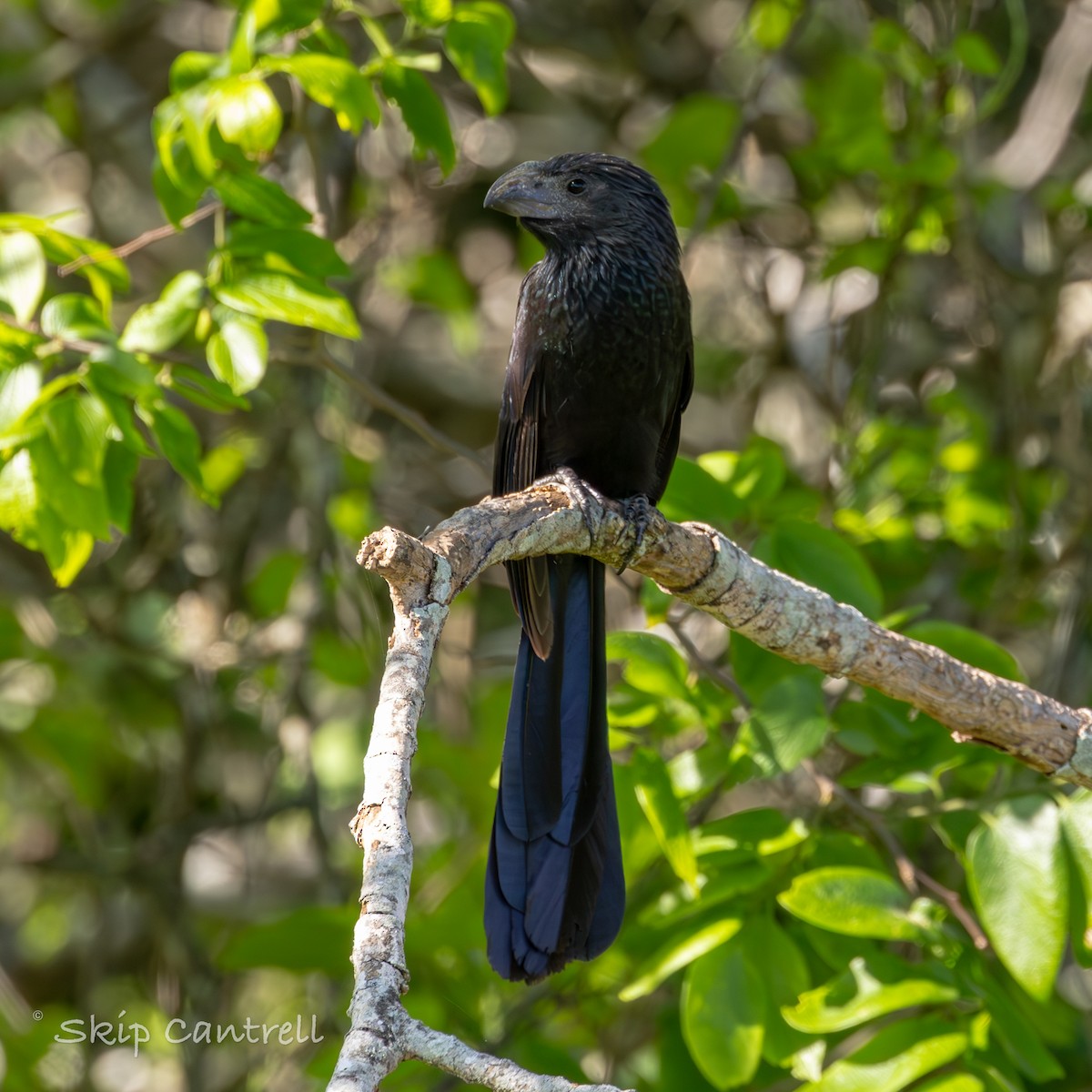 Groove-billed Ani - ML617333704