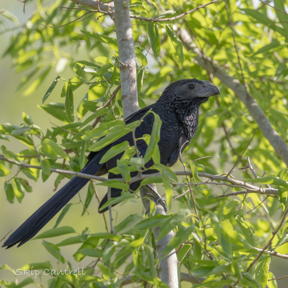 Groove-billed Ani - ML617333706