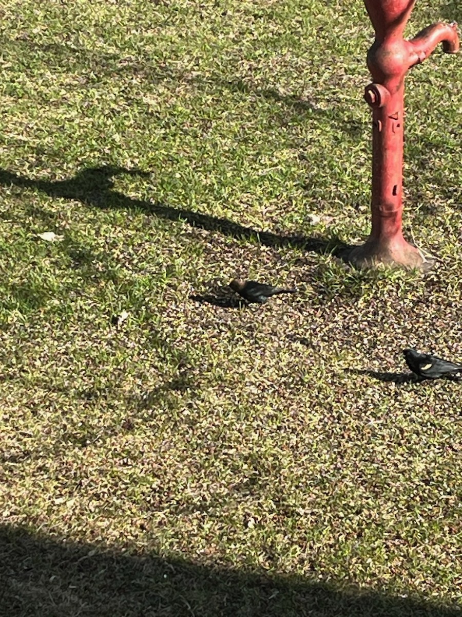 Brown-headed Cowbird - ML617333708
