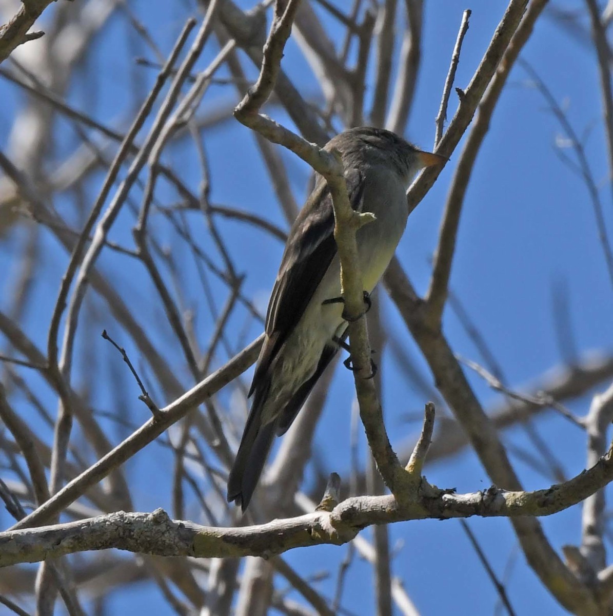 Eastern Wood-Pewee - Sharon Lynn