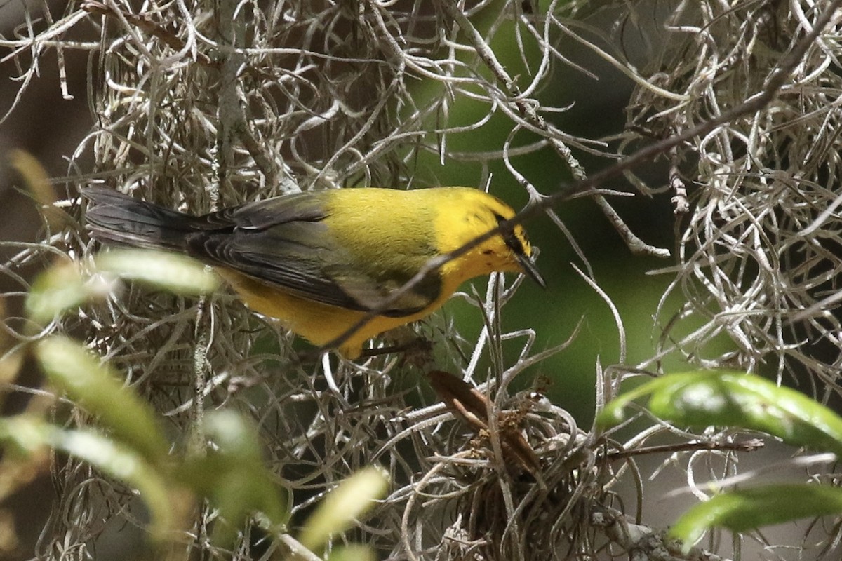 Blue-winged Warbler - Vicki  Sandage