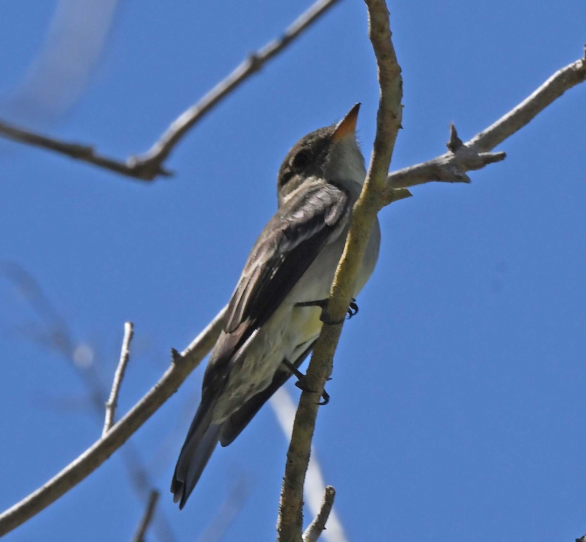 Eastern Wood-Pewee - ML617333724