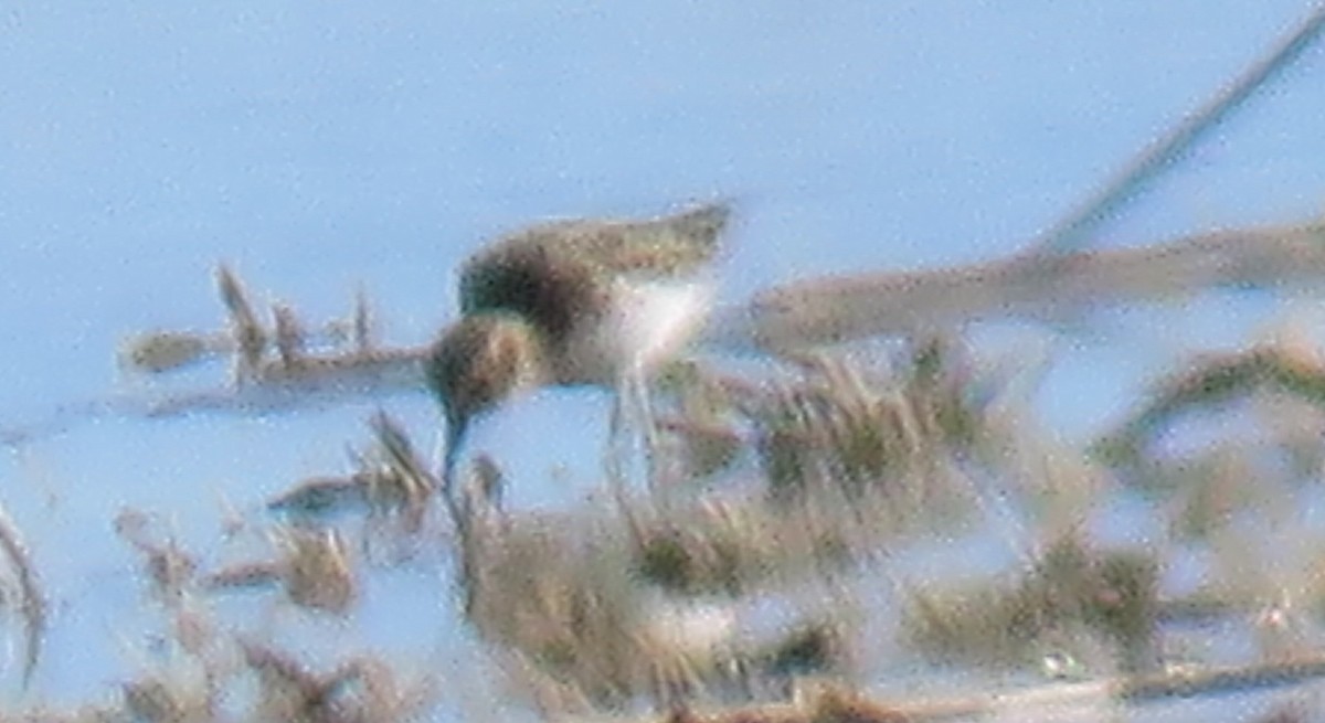 Least Sandpiper - ML617333789