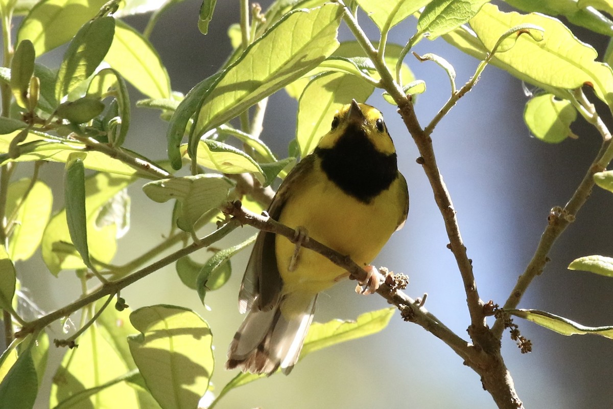 Hooded Warbler - ML617333791