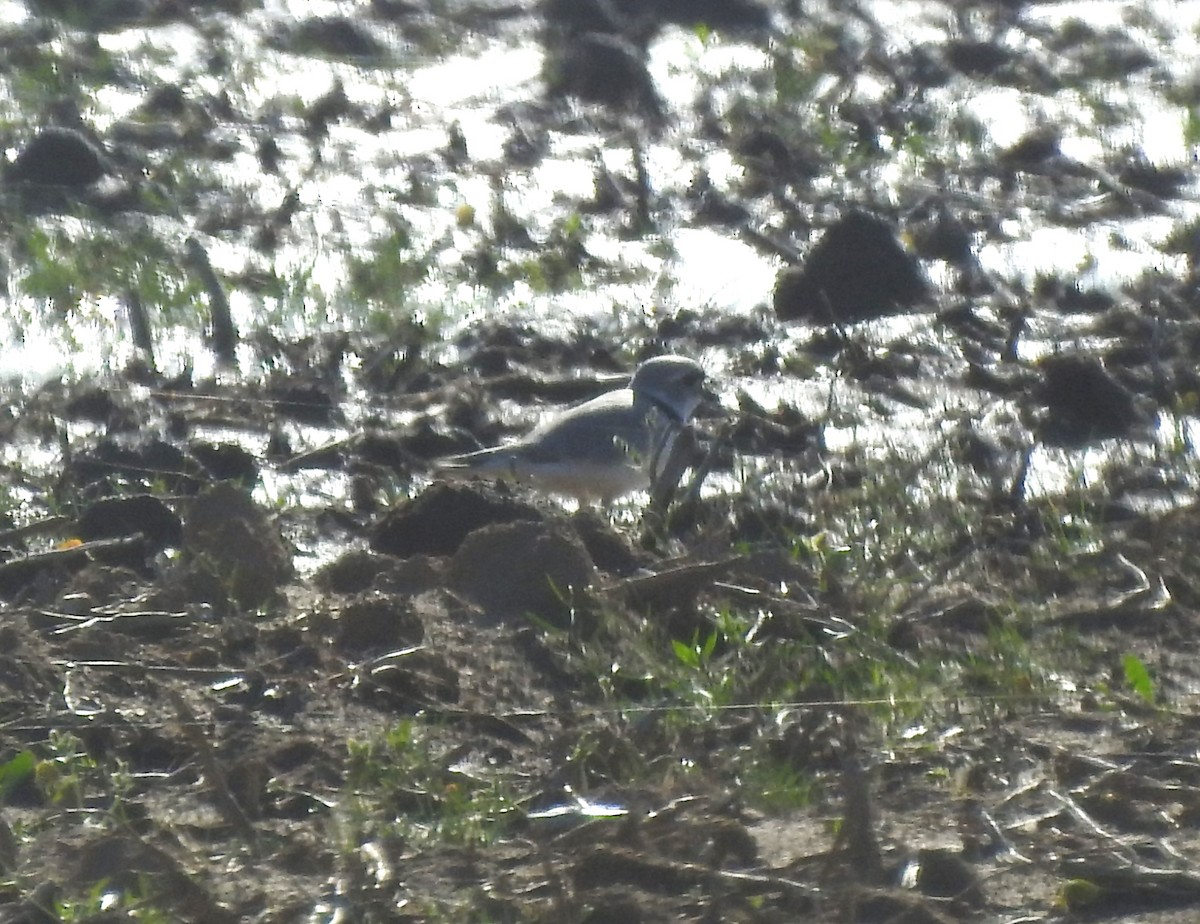 Piping Plover - ML617333793