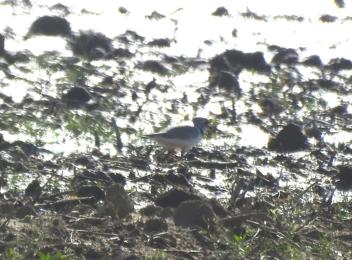 Piping Plover - Logan Harlan