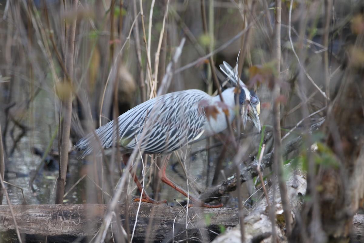 Yellow-crowned Night Heron - ML617333815