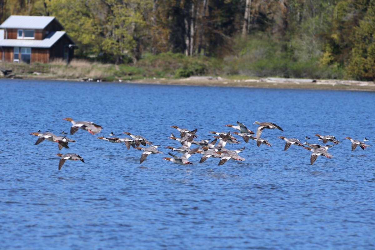 Common Merganser - ML617333822