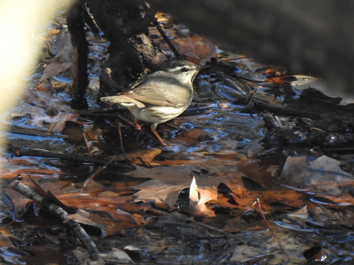 Louisiana Waterthrush - Tim Martin