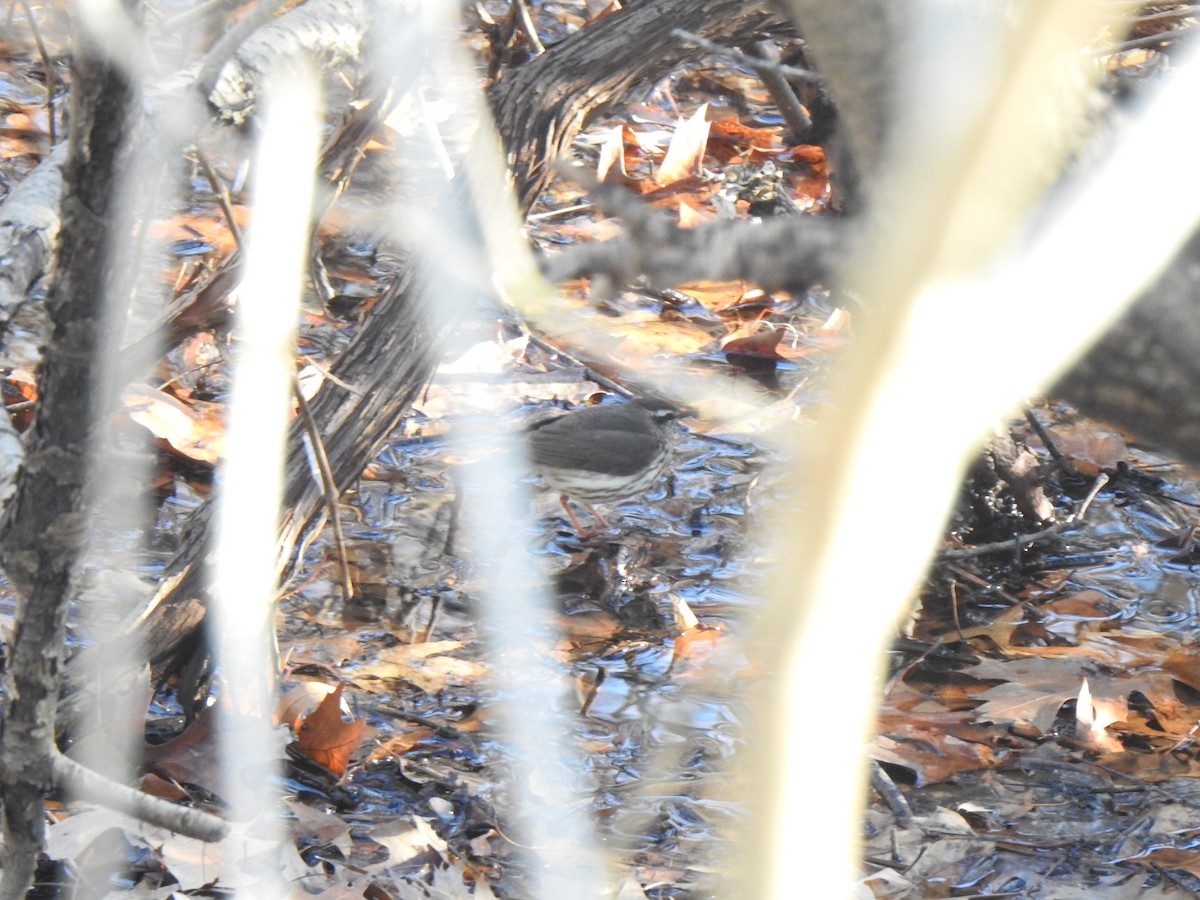 Louisiana Waterthrush - Tim Martin