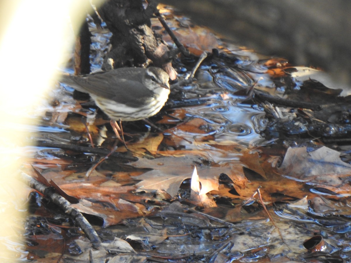 Louisiana Waterthrush - Tim Martin