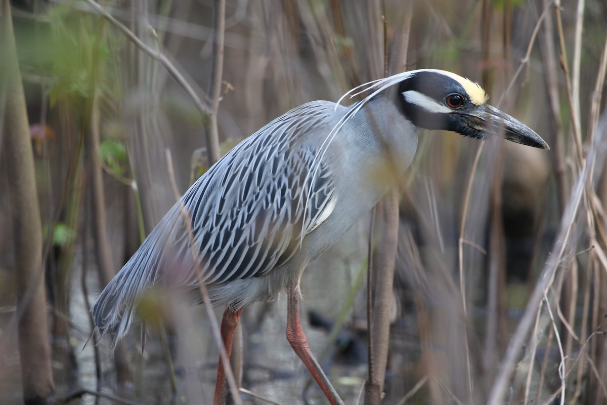 Yellow-crowned Night Heron - ML617333846