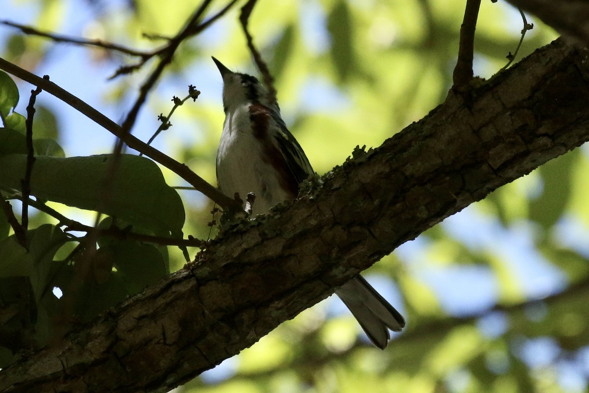 Chestnut-sided Warbler - ML617333857