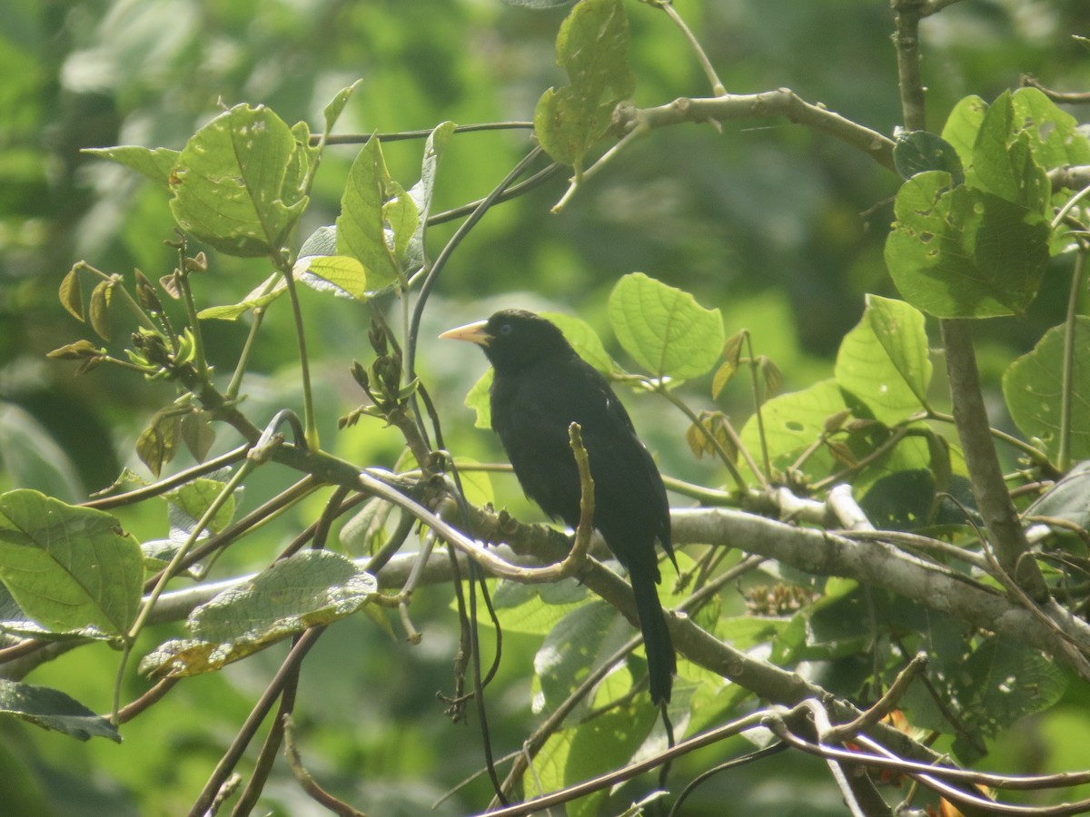 Cacique Lomiescarlata (uropygialis) - ML617333884