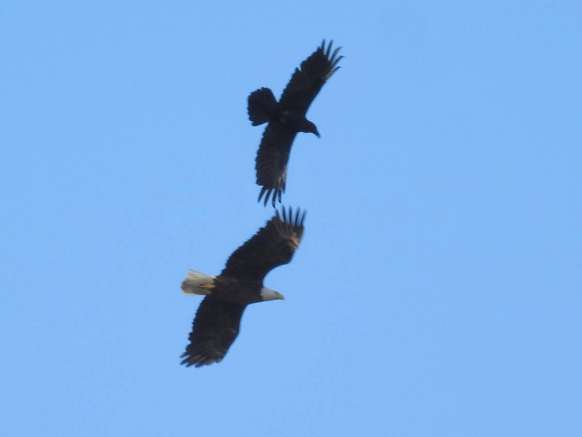 Bald Eagle - ML617333961