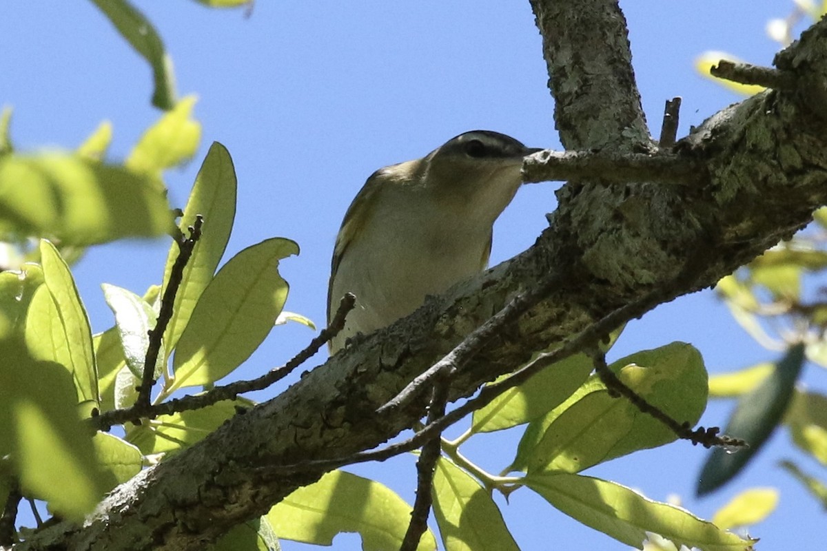 Rotaugenvireo - ML617333962