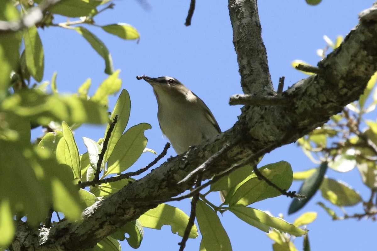 Red-eyed Vireo - Vicki  Sandage