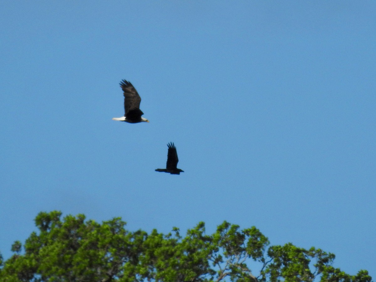 Bald Eagle - ML617333968