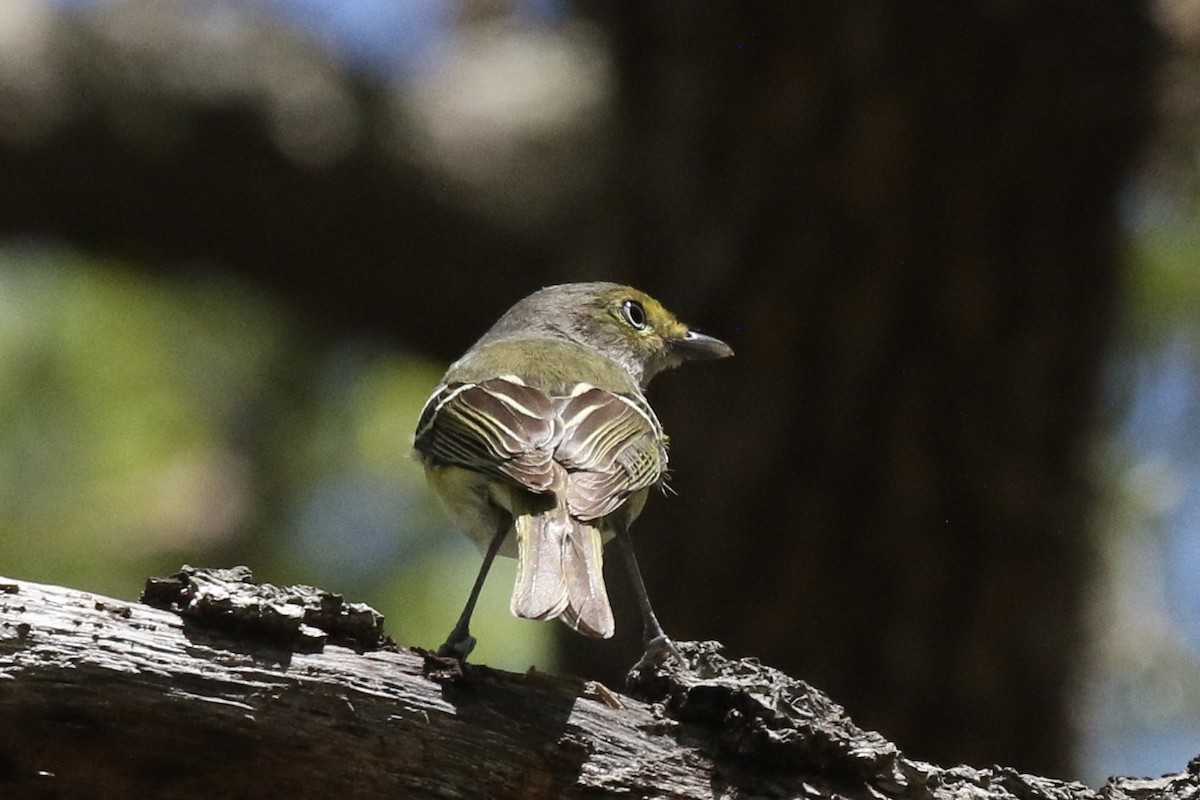 Vireo Ojiblanco - ML617333988