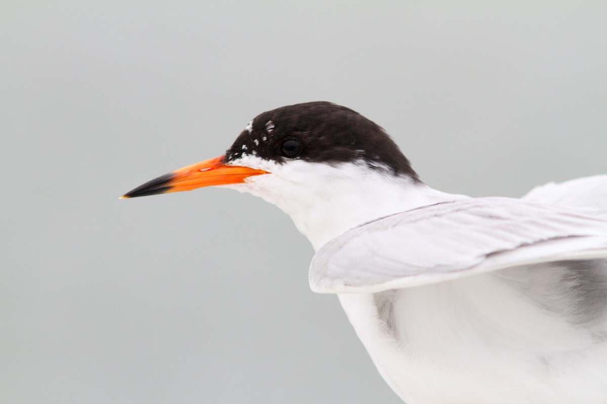 Forster's Tern - ML617334025