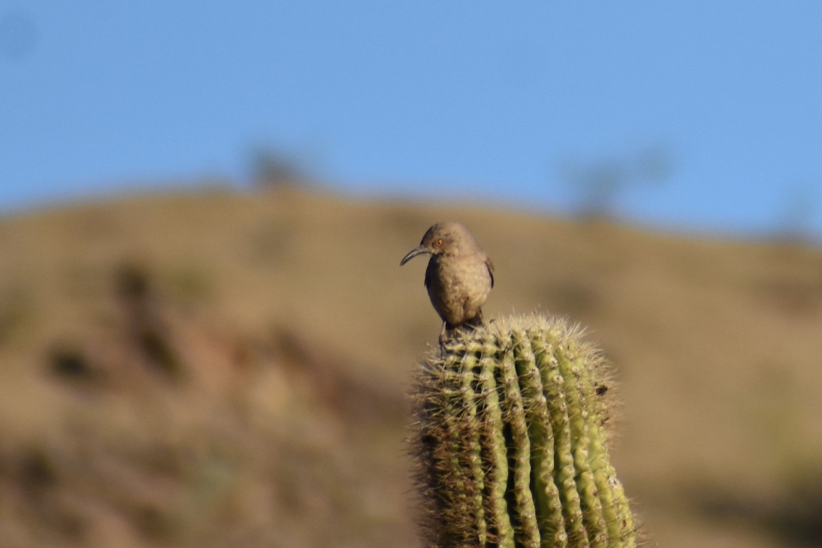 Curve-billed Thrasher - ML617334030