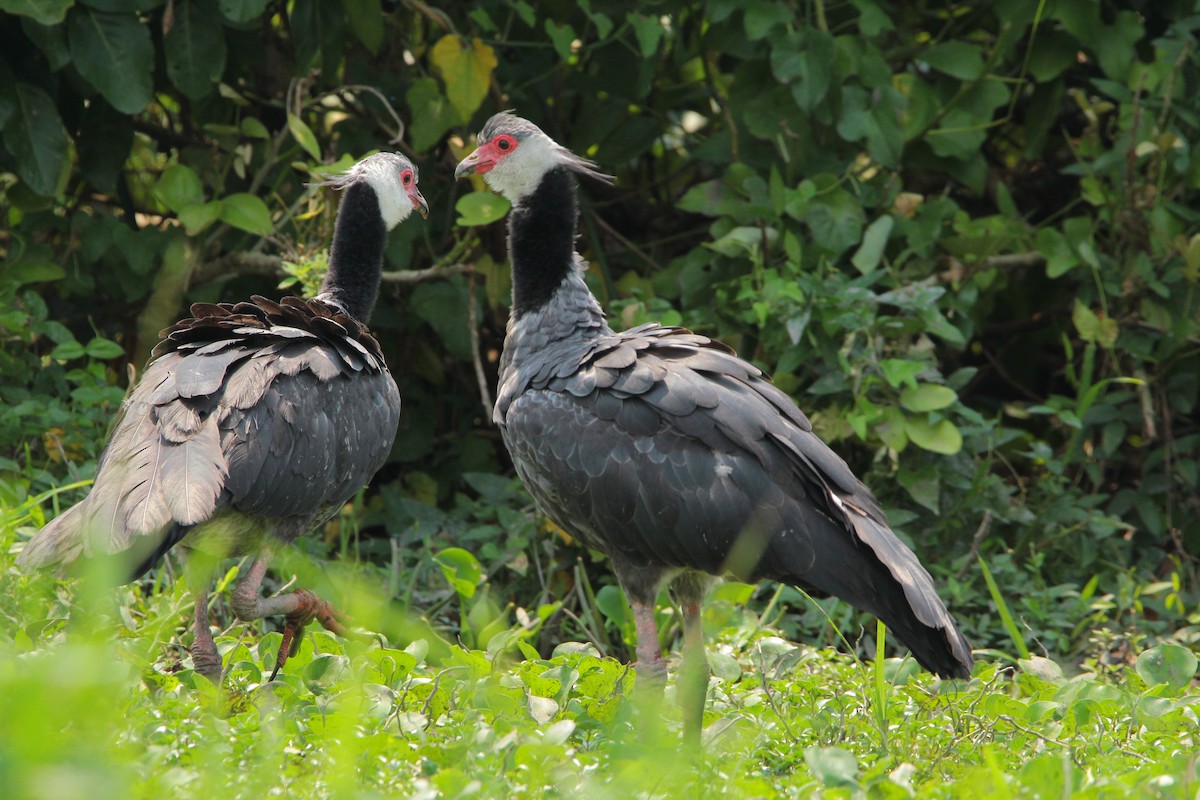 Northern Screamer - ML617334110