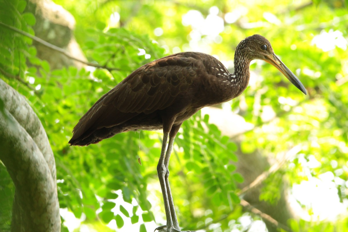 Limpkin - ML617334129