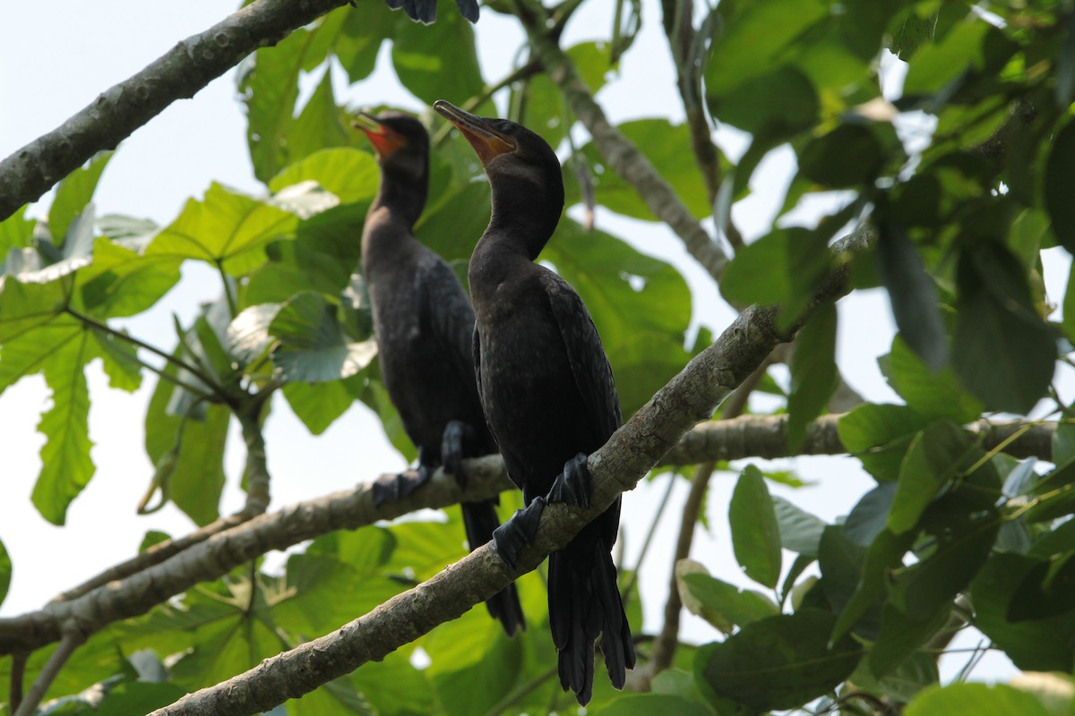 Neotropic Cormorant - ML617334144