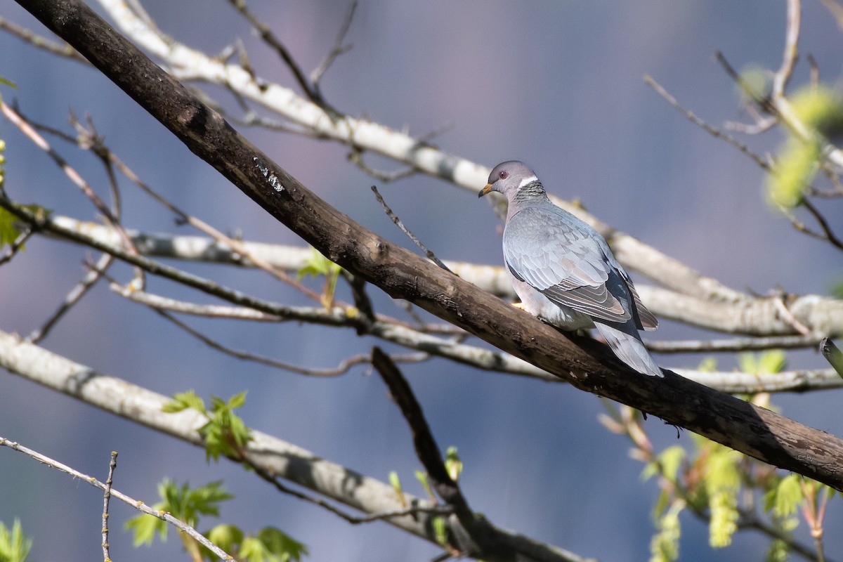 Band-tailed Pigeon - Chris McDonald