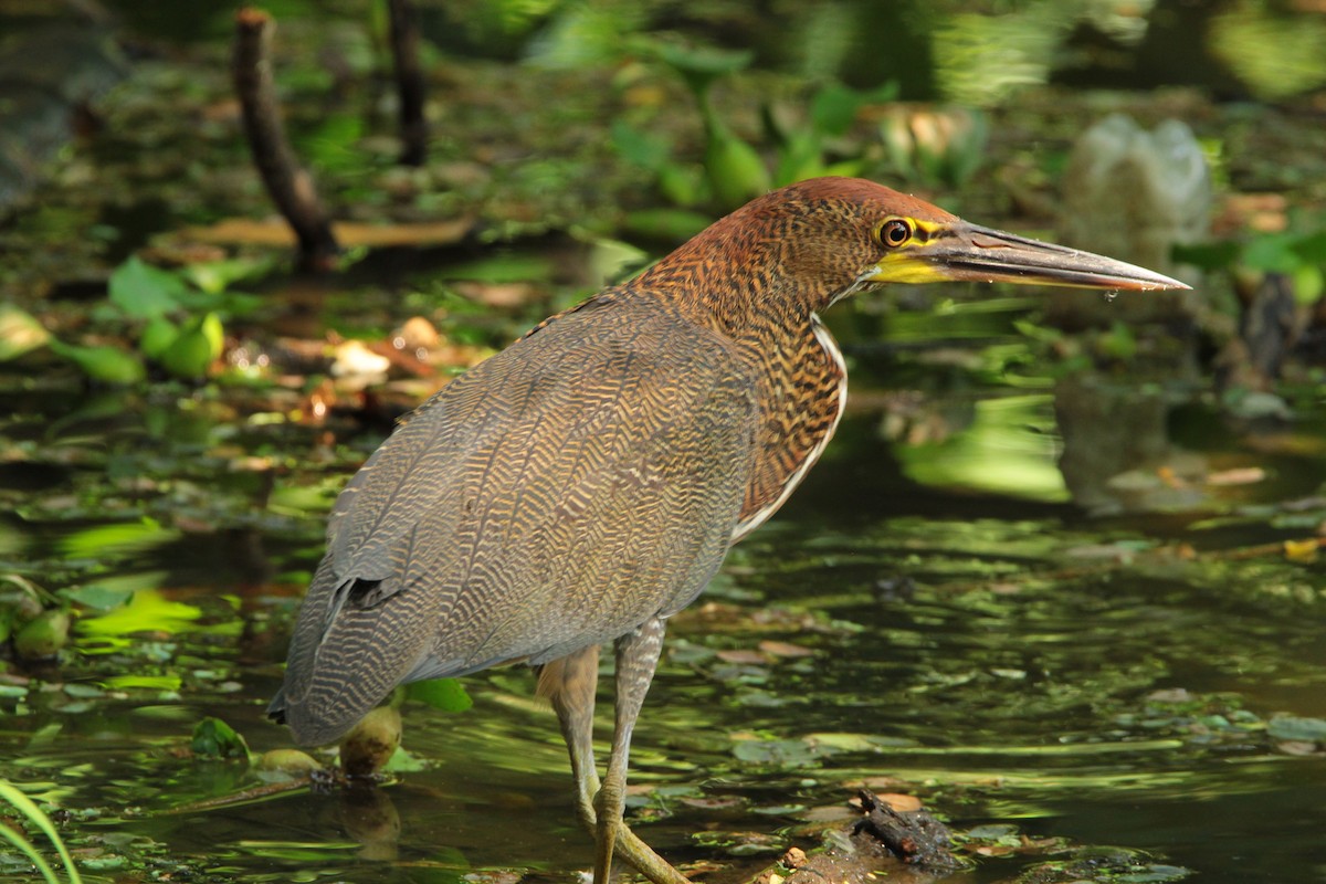 Rufescent Tiger-Heron - ML617334163