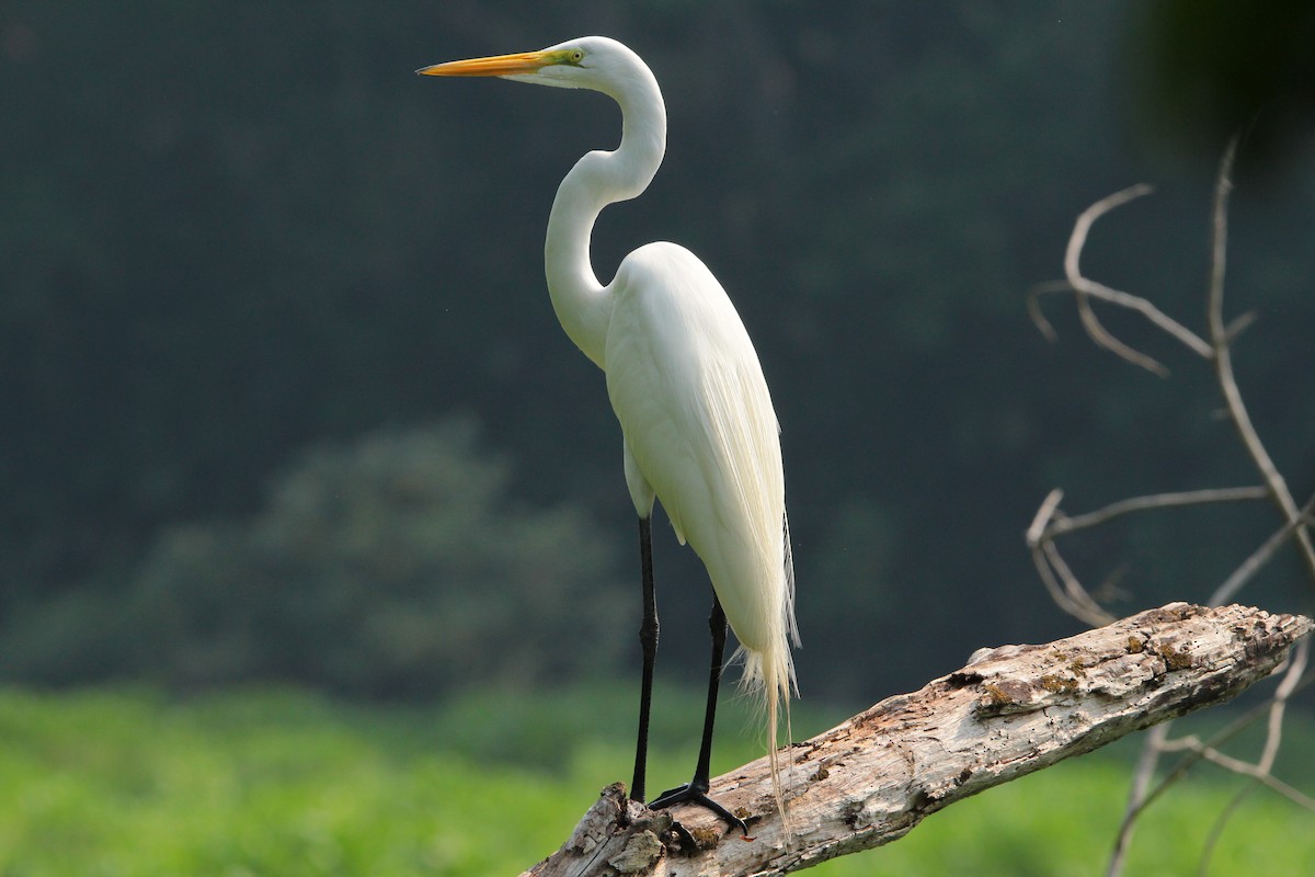 Great Egret - ML617334178