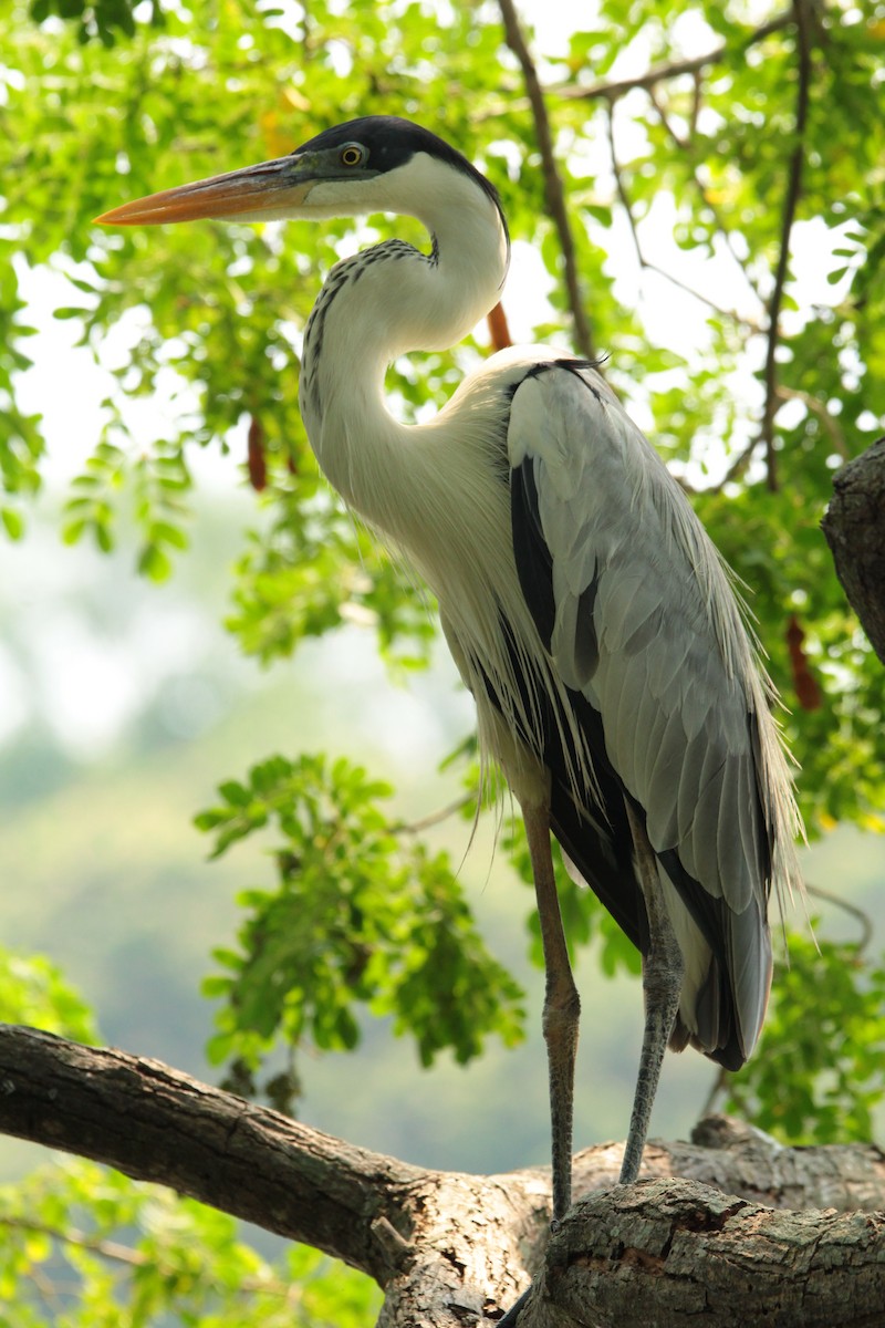 Cocoi Heron - ML617334191